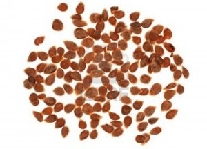 12457022-un-grupo-de-edad-dejo-mas-de-semillas-de-tomate
